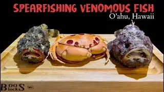 Harvesting Dangerous Creatures at Night / Scorpionfish Ceviche 