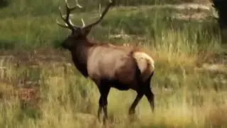 Kats New Mexico Bull Elk &bull; 6.5 PRC &bull; 124 Hammer Hunter