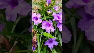 beautiful Blooming flowers#pituniya#ticoma  #flowers#Gardenverse#shorts#ytstudio