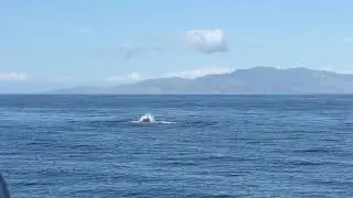 Head slapping Bryde's whale | Auckland Whale & Dolphin Safari