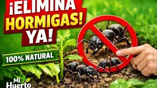 ELIMINAR HORMIGAS DEL HUERTO NATURALMENTE #hormigas #HORMIGAS