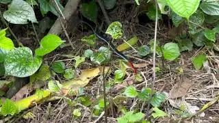 Blue Malayan Coral Snake in Singapore #wildsingapore #nature #snake