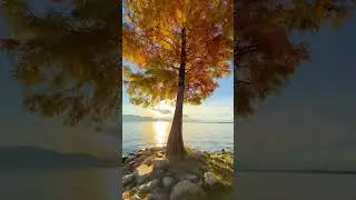 Rustige herfst muziek voor in de klas Achtergrondmuziek rustig Dwarsfluit muziek rustgevend