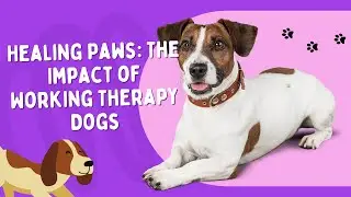 Healing Paws: The Impact of Working Therapy Dogs