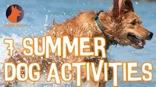 7 Summer Activities to do with Your Dog!