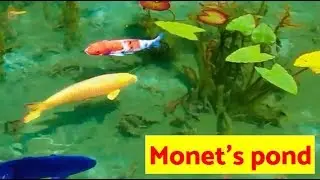Monet's pond in Japan. so beautiful!