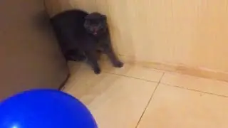 CATS Playing With Balloons (FULL) 🎈🐱 [Funny Pets]