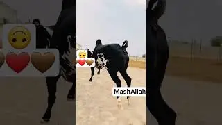 Black beauty fateh jangi bull # 2k25#Qurbani # fateh jang