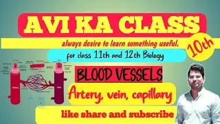 Human circulatory system || Blood vessels ||Artery || vein || VEINS || ARTERIOLE|| VENULE||