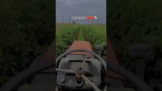 aryaman #shetakari #newvideo #royalbagaytdar001 #shetakari #tomato #sheti #shetakri