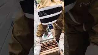 Urban beekeeping. Second inspection of the season.