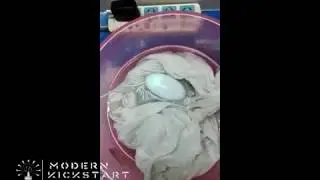 SonicWash Egg by Modern Kickstart