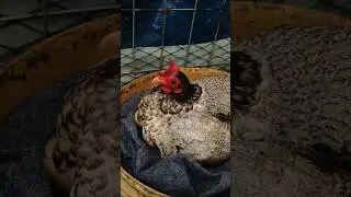 Just hanging'out with this egg-cellent friend #Chickens #PoultryParty #shortvideo #layerchicks