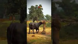 फॉर्म  तो खोल के ही मानूंगा DAY 341 400#viralvideo#ytshorts#trendingshorts #saawariyaseth #dairyherd