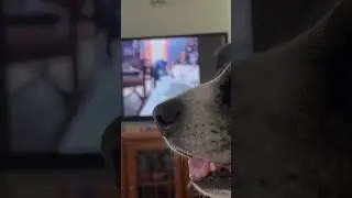 Benny howling at his video of him howling #pitbull #dogtalk #funnyanimals #barkpost