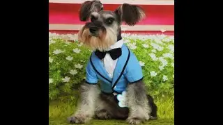 Dog Clothing