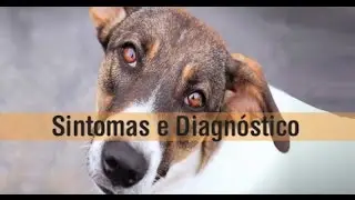 ARCA Brasil - Leishmaniose: Sintomas e Diagnóstico #4