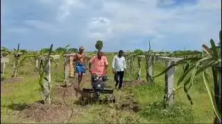VST FT 80 Power Weeder Demo in Dragon Fruit Garden at Paramakudi💥 #vst #ft80 #sfm #tnteam