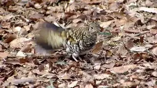 ムビる05992 獲物のミミズを巧妙に誘い出すトラツグミ toratsugumi