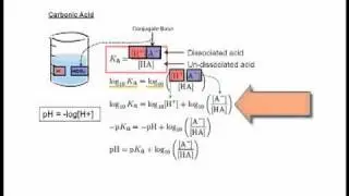 3.3 Henderson-Hasselbach Equation
