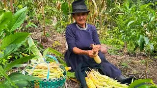 La mejor cosecha de POROTOS que tuve en el a&ntilde;o