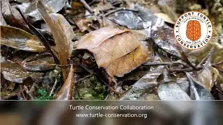 Black-breasted Leaf Turtle Initiative, Turtle Conservation Collaboration