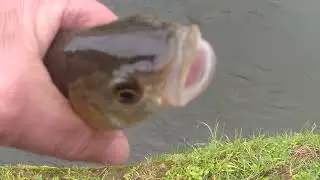 dimanche 1er février 2026 pêche à la mouche dans le sichon à vichy (v2