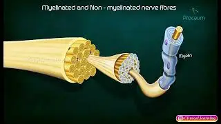 Myelinated And Non-Myelinated Nerves : Nerve Physiology