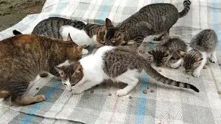 Cat Feeding Day 115 🇵🇭