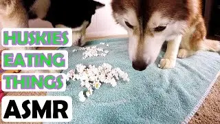 SIBERIAN HUSKY | Eating popcorn, broccoli and carrots - ASMR
