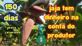 primeiros cachos com apenas 150 dias, banana prata catarina