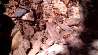 Lions Ants Nest Cleveland Brisbane by Redlands Pest Control