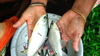 Net Fishing | Traditional Cast Net Fishing in beautiful village woman | Amazon Fishing (Part-127)