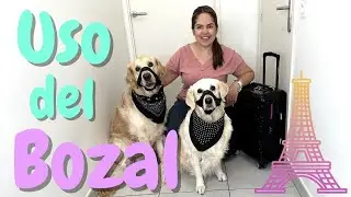 Enséñale a tu perro a usar un Bozal