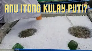 Adding K1 Kaldness Media | Biofiltration | Recirculating Aquaculture System