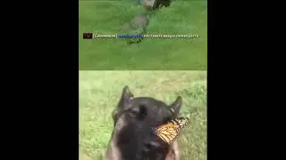 2 типа дота2 #dota2 #memes #dotawtf #dotamemes  #rofl #haha #смех #нарезки  #1winпромокод #дота2мем
