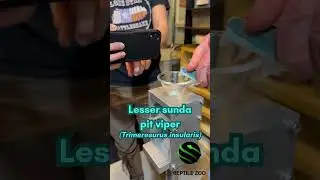 Lesser sunda pit viper (Trimeresurus insularis) venom extraction! #venomislife #kyreptilezoo #snakes
