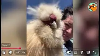 Funny chicken