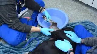 IndyVet | How to Give Your Pet a Salt Bath | Emergency Vet