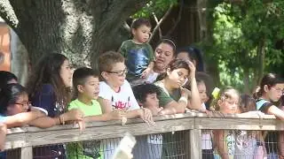 Summer Safari