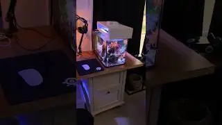 Nano Reef Tank (10 GALLON FILTRATION  #reeftank #nanoreeftank #marineaquarium
