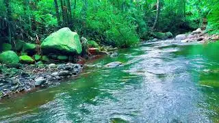 Peaceful River Soundscape | Flowing Water and Forest Ambience for Deep Sleep