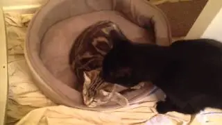 Surrogate cat taking care of feral kitten