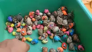HORE! Tangkap ikan buntal dan kelomang, belut, ikan hias, ikan laut, kepiting, bintang laut, kerang