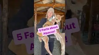 5 Facts about raising ALPACAS!🦙🦙🦙 #alpaca #farming #shorts