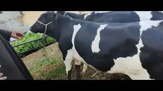@عجول بقري محيره للقنايه بسوق عرب العوامر ابنوب اسيوط الاثنين 7 ابريل
