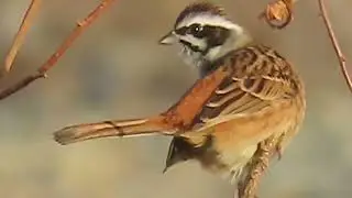 ホオジロ_46_鳴き声_多摩川_Bunting_4K