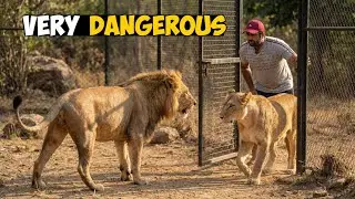 Male Lion Reaction on Lioness | Real Wildlife Footage 😱