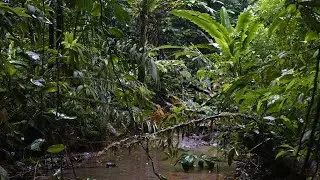 Rain in the Jungle - Relaxing Tropical Forest Ambience of Colombia, Choc&oacute;