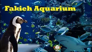 Tour At Fakieh Aquarium|| JEDDAH ||DOLPHIN SHOW||AQUARIUM TOUR 4K